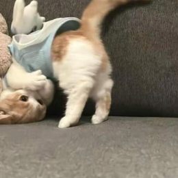 LongPort - 我和我的小猫