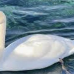 LongPort - 海哥闲谈 