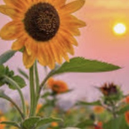 LongPort - 逆风执炬