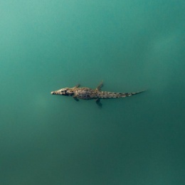 LongPort - Cigartime
