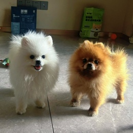 LongPort - Terence_sze