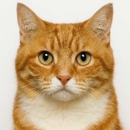 LongPort - 手冲萃取加速溶