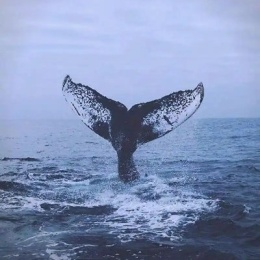 LongPort - 鲸吞者