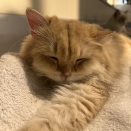 LongPort - 重新出发复利版