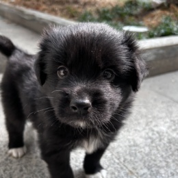 LongPort - 是斌斌呀