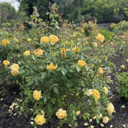 LongPort - 早起日进斗金