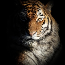 LongPort - JerryWu的救赎之路