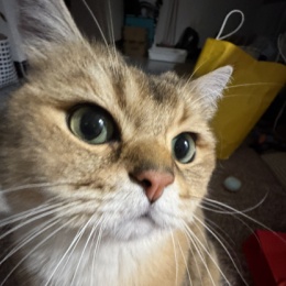 LongPort - 渐层黄