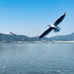 LongPort - ＳＩＭＯＮ