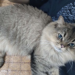 LongPort - 美股赚钱救大A