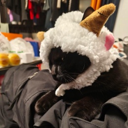 LongPort - Amymini520