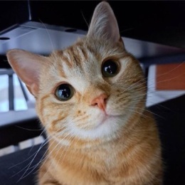 LongPort - Mandy进取账户