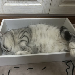 LongPort - 番茄炒煤球