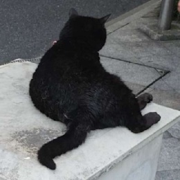 LongPort - 无敌小黑猫