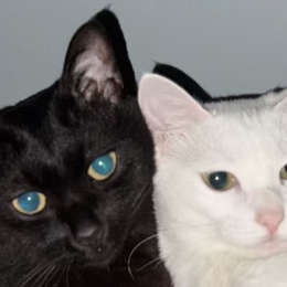 LongPort - 大丰一条虫