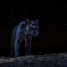 LongPort - 本先生