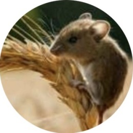 LongPort - 天放的大时代