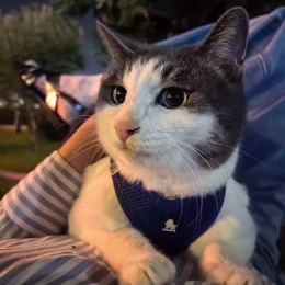 LongPort - 蓝猫兄弟