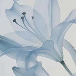 LongPort - 要求不高，半个小目标