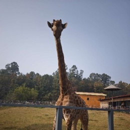 LongPort - hpysirius