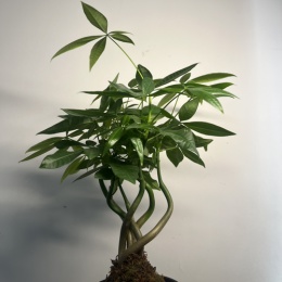 LongPort - 风华先生