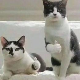 Longbridge - 像风一样自由，，，