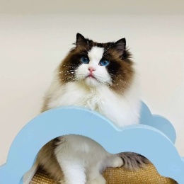 LongPort - 内陆小白