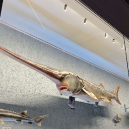 LongPort - 缺牙爷叔