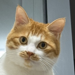 LongPort - 去小米化