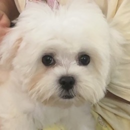 美联储提款机Fed ATM