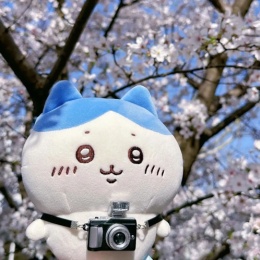 LongPort - 交易员小八