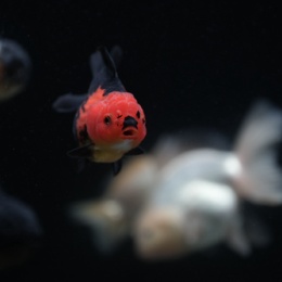 LongPort - 站起来了