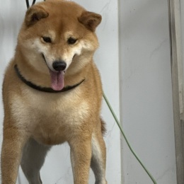 LongPort - 嗨嗨大神爷