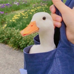 LongPort - 不改本色