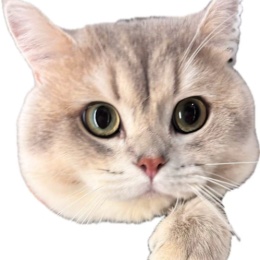 LongPort - 猫王的Trader