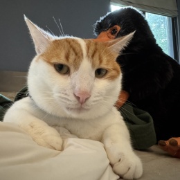 LongPort - 炒股养猫