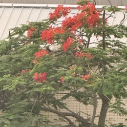 LongPort - 一路狂奔，冲破束缚