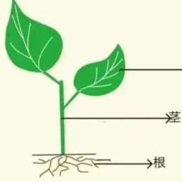 LongPort - 顺根取颈
