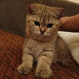 LongPort - 我是水水