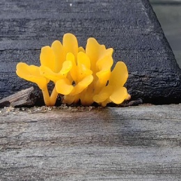 LongPort - 华尔街灰太狼