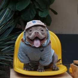 Longbridge - 向往星辰大海的羊角包