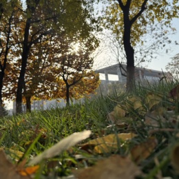 LongPort - 芥末虾球