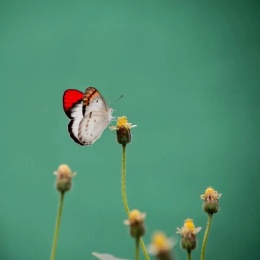 Longbridge - 非门Kk