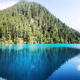 LongPort - 清淞木