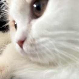 LongPort - 量化咪