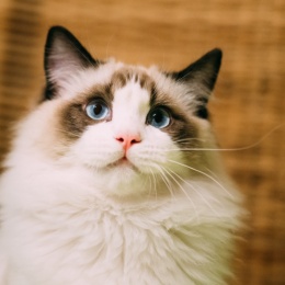 Longbridge - 珍宝珠