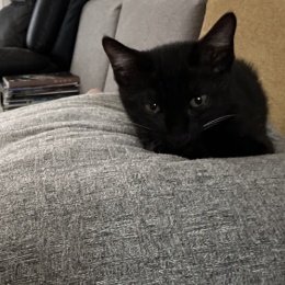 LongPort - Michae1984