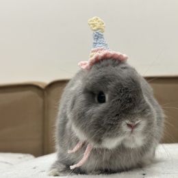 Longbridge - 哈基米