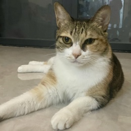 LongPort - 钝感资本