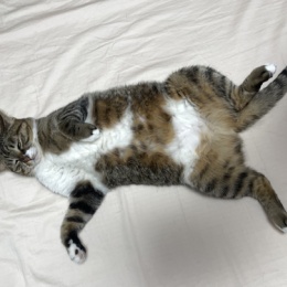 LongPort - 老傅有个ETH